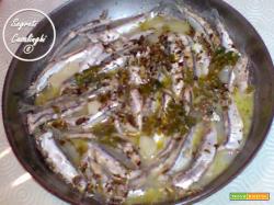 alici ammullecate