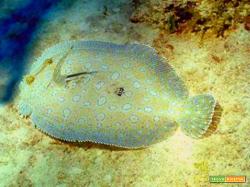 Sogliola, un pesce semplice ma ricco di proteine ed Omega 3