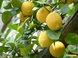 Granita limone siciliana zucchero acqua limone