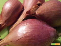 Salsa allo scalogno