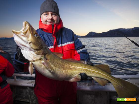 Skrei® – Il merluzzo selvaggio della Norvegia