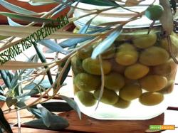 Olive verdi in salamoia ricetta siciliana