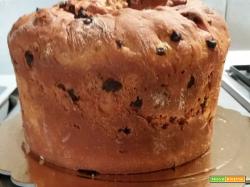 PANETTONE CON LIEVITO DI BIRRA
