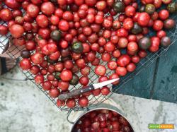 La ricetta e il metodo per fare la conserva di pomodoro in casa.