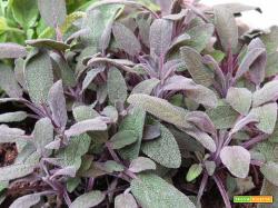 Come conservare le erbe aromatiche: 4 modi per farlo