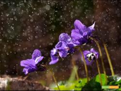 Il risveglio della Natura in primavera e nell’anima