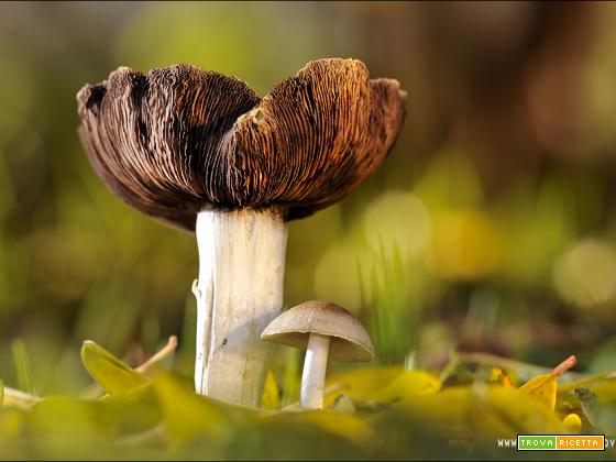 Galleria funghi fotografia naturalistica e macro