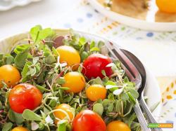 Insalata di germogli di portulaca: diversa, sfiziosa ed irrestibile