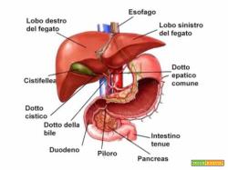 Il fegato: cos’è e che funzioni svolge