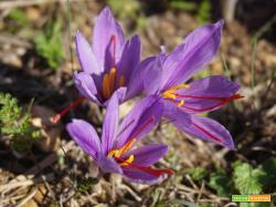 ZAFFERANO: PISTILLI O POLVERE?